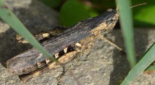 Chorthippus sp.